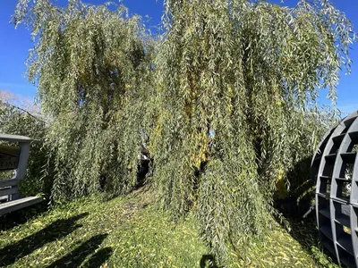 Карликовая ива»: 7 разновидностей в моем саду | Валентина Ласкина и  ласковый сад | Дзен