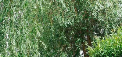 Узнайте все о применении и преимуществах дерева ива в строительстве -  Статья - Журнал - FORUMHOUSE
