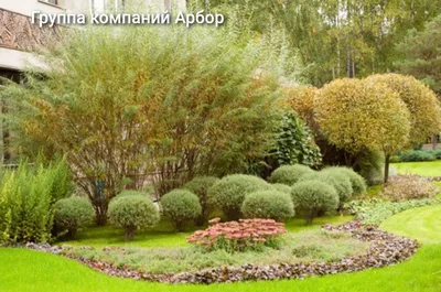 Ива розмаринолистная купить саженцы в Нижнем Новгороде.