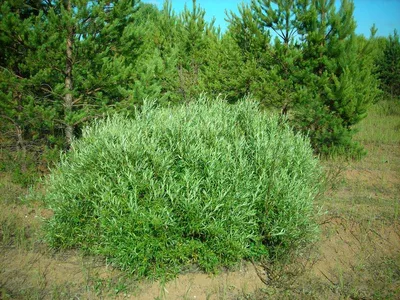 Ива розмаринолистная (Salix rosmarinifolia L.) - описание вида для портала  «Ваш Сад»