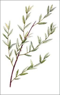 Ива розмаринолистная Salix rosmarinifolia