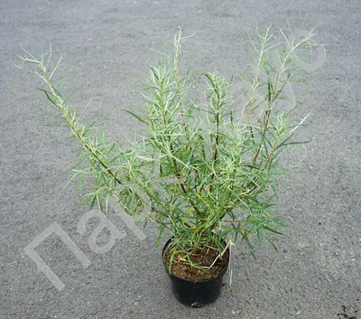 MW0310045, Salix rosmarinifolia (Ива розмаринолистная), specimen