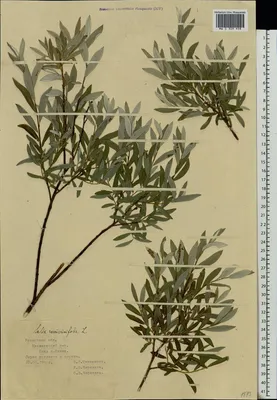 MW0310131, Salix rosmarinifolia (Ива розмаринолистная), specimen