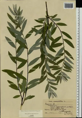 MW0310019, Salix rosmarinifolia (Ива розмаринолистная), specimen