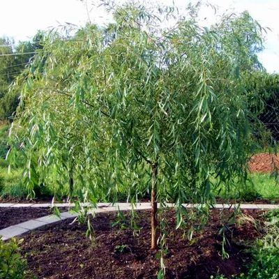 Ива розмаринолистная, купить в Ростове, Salix rosmarinifolia, Кустарник  лиственный Купить растения в Ростове-на-Дону, Интернет-магазин, питомник  растений, хвойные и лиственные, уличные, плодовые и декоративные деревья и  кустарники, растения, цветы ...