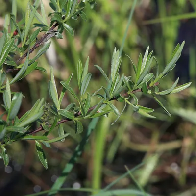 MW0309938, Salix rosmarinifolia (Ива розмаринолистная), specimen