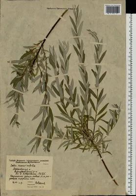 MW0309992, Salix rosmarinifolia (Ива розмаринолистная), specimen