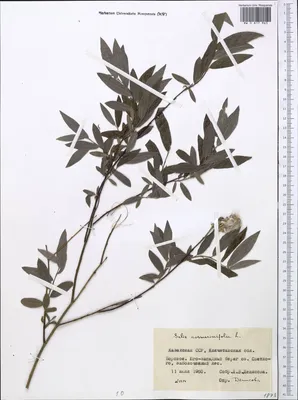 Ива розмаринолистная (Salix rosmarinifolia) — Азовский лесопитомник