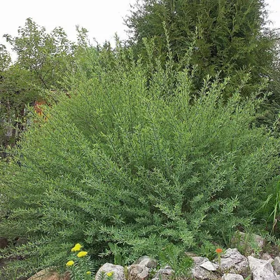 MW0309966, Salix rosmarinifolia (Ива розмаринолистная), specimen