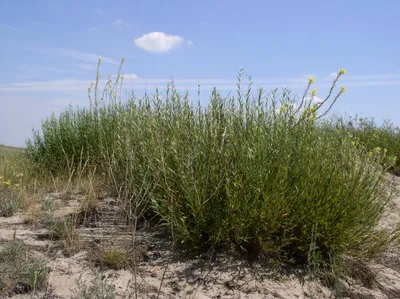 Salix rosmarinifolia L. - Ива розмаринолистная