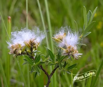 MW0309934, Salix rosmarinifolia (Ива розмаринолистная), specimen