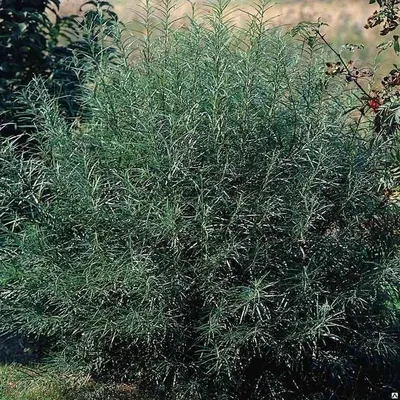 Ива розмаринолистная (Salix rosmarinifolia) — Азовский лесопитомник