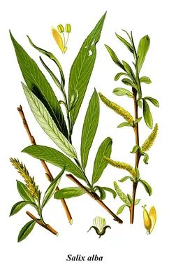 Ива остролистная(Salix acutifolia)