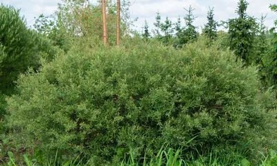 гербарий Salix rosmarinifolia L. - Ива розмаринолистная