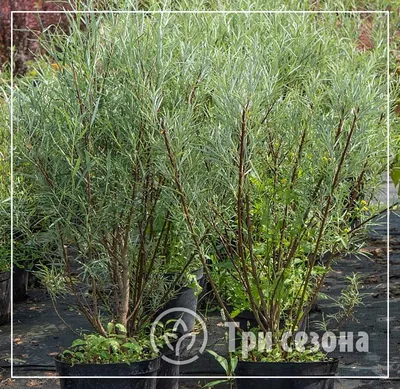 Ива розмаринолистная Salix rosmarinifolia С10 л- солитер купить