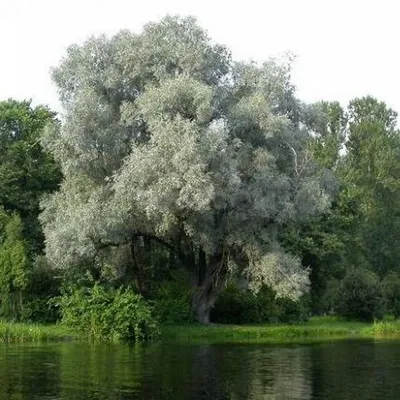 Ива серебристая, белая