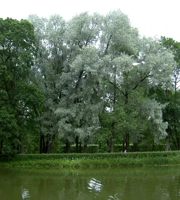 Ива белая серебристая / Salix alba argentea, заказать, купить в Перми -  Саженцы лиственных деревьев и кустарников - Питомник «Анютины Глазки»