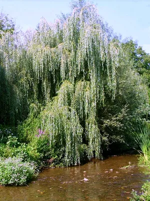 Ива белая — Википедия