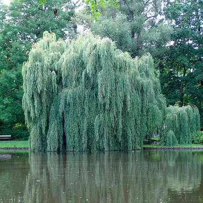 Ива козья (Pendula)