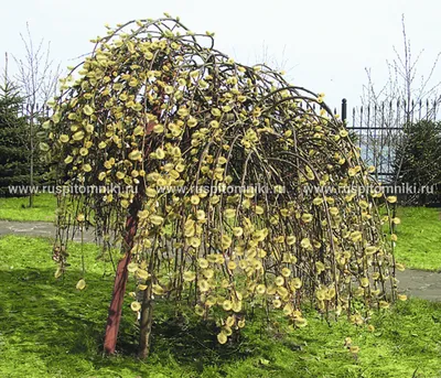 Ива козья штамбовая(Salix caprea L)