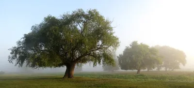 Ива белая форма серебристая (Salix alba f. argentea) | Декоративные  древесные растения для Сибири | Дзен