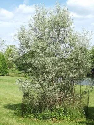 Ива белая форма серебристая (Salix alba var. argentea) 50л 300-350см, цена  в Санкт-Петербурге от компании Вилла-планта (садовый центр и питомник  растений, ландшафтное бюро)