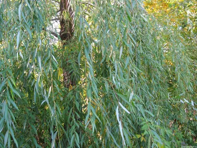 Ива белая серебристая (Salix alba) - цены, фото и описание | Купить саженцы  для посадки с доставкой почтой в питомнике ДивоСад-СПб