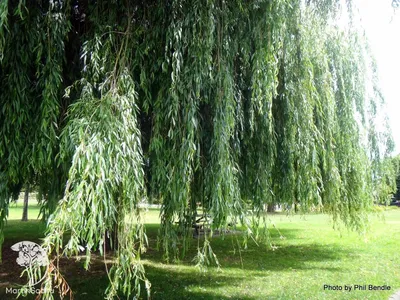 Ива белая или серебристая (Salix alba)саженцы 10-15 см, цена в Новосибирске  от компании Кирсанов Сергей Сергеевич