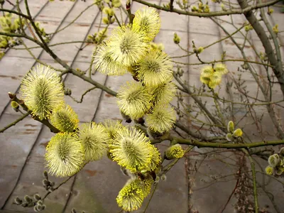 Ива белая форма серебристая (Salix alba var. argentea) 50л 300-350см, цена  в Санкт-Петербурге от компании Вилла-планта (садовый центр и питомник  растений, ландшафтное бюро)