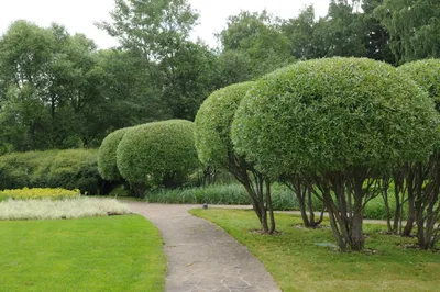 Ива пурпурная шаровидная (Salix purpurea) 170 см, цена в Санкт-Петербурге  от компании Вилла-планта (садовый центр и питомник растений, ландшафтное  бюро)