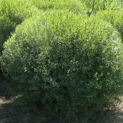 Ива американская Salix amerikana (витая) 180 см - купить в Васкелово,  отзывы. ТД «Вимос»