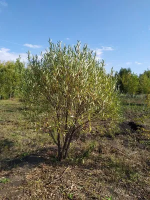 Саженцы Ивы Шаровидной из питомника купить в Челябинске