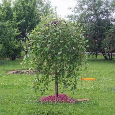 Ива Salix purpurea Nana, h см 15-30 купить в Алматы