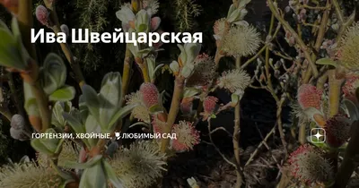 Salix helvetica - Изображение особи - Плантариум