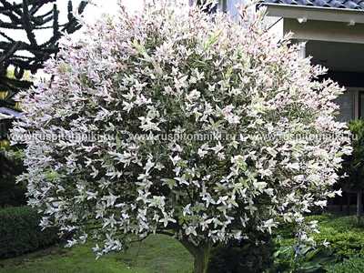 Ива цельнолистная (Salix rossica) Хакуро-нашики саженец, 10 шт. в упаковке  в интернет-магазине VALLES.RU