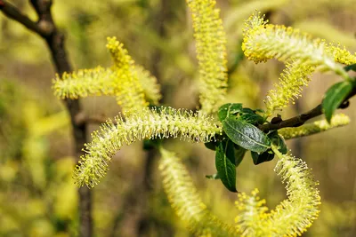 Ива пепельная (Salix cinerea). Ветка ивы во время цветения Stock Photo |  Adobe Stock