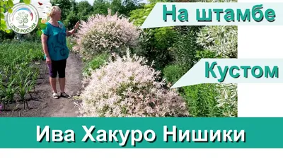 Ива Козья \"Kilmarnok\" (Килмарнок) купить по цене 2500 рублей от питомника  саженцев и растений Центросад | Фото и консультация по уходу