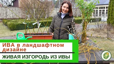 Ива на Штамбе в Ландшафтном Дизайне ✓ Уход ✓ Формирование Выращивание  #garden #сад #многолетники - YouTube