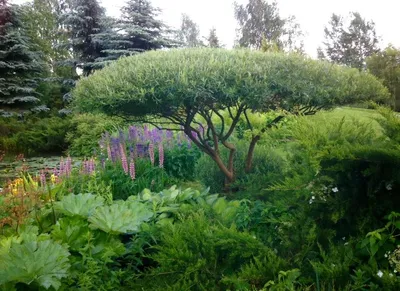 ива пурпурная 'Нана' в саду Александра Марченко. | Дизайн сада, Дизайн  озеленение, Озеленение двора