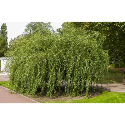 Ива плакучая (Salix babylonica) - Питомник роз