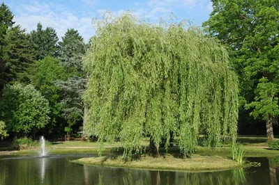 Ива розмаринолистная или сибирская, Salix rosmarinifolia
