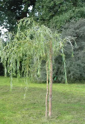 Ива, Salix, ива козья, ива копьевидная, ива швейцарская, ива цельнолистная,  ива мохнатая, ива пурпурная, ива моупинензис, ива ползучая, ива  сахалинская, ива удинская