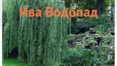 Ива плакучая \"Водопад\" Salix 'Vodopad'