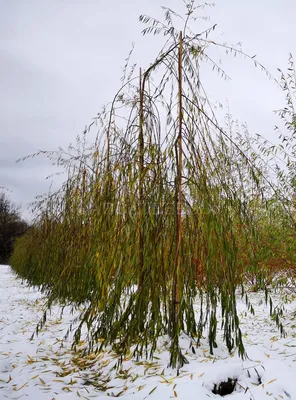 Ива белая серебристая (Salix alba): купить саженцы в Екатеринбурге в  питомнике по цене 300.00 Р