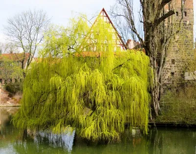 Ива плакучая Salix купить в Москве в питомнике, растения по цене от 500 руб.