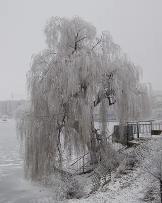 Морозостойкая живая изгородь из ивы — iva