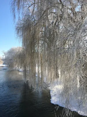 Бесплатное изображение: Природа, пейзаж, Голубое небо, вода, дерево, ива,  снег, зима