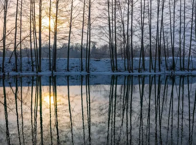 Плакучая ива. Photographer Vadim Kovalenko