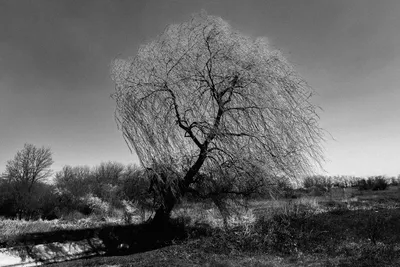 Ива козья Пендула (Salix caprea Pendula) - «Ива козья любима не только  козами, но и садоводами, а также часто используется ландшафтными  дизайнерами. » | отзывы