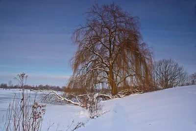 Зимняя колористика ив